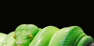 Czy warto uczyć się Pythona w 2023?