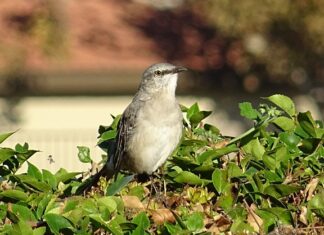 Ile trzeba umieć języków żeby być poliglotą?