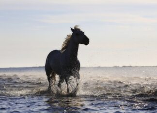 Co to są standardy obsługi klienta? Co to są standardy obsługi klienta?