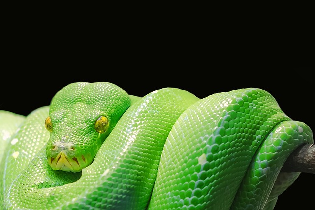 Dlaczego Python jest taki popularny?