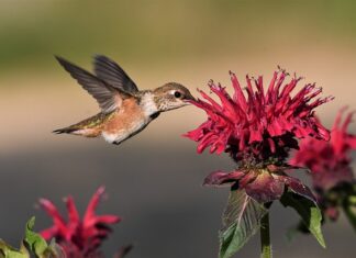 Jak sprawdzić na co poszły pieniądze z konta Orange?