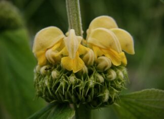 Co to jest brand Bidding?